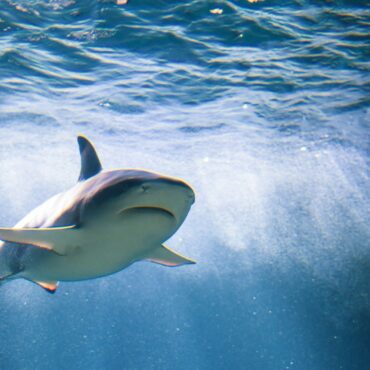 Florida Surfer Survives Second Shark Attack at the Same Beach, a Decade Apart