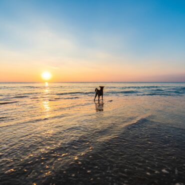 Woof, Woof, South Beach! Dogs Are Finally Welcome in Some Areas of Miami Beach 🐾