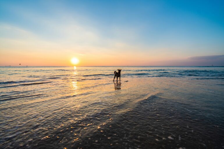 Woof, Woof, South Beach! Dogs Are Finally Welcome in Some Areas of Miami Beach 🐾