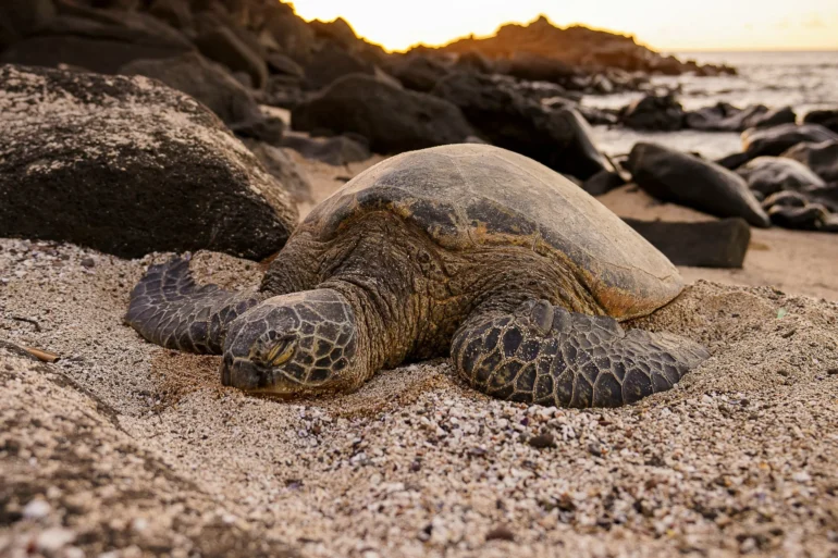 Sea Turtle Season Is HERE, Miami! Here What To Keep In Mind This Spring 🐢