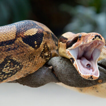 WTF Florida: Woman Finds 5-Foot Boa Just Chillin’ On Her Car Hood