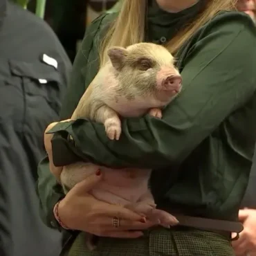 Miami Kicks Off the Holidays by Pardoning a Pig Named ‘6-7’