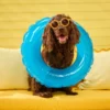 Chewy Summer Social Is Taking Over Miami With a Dog Pool Party This Weekend!