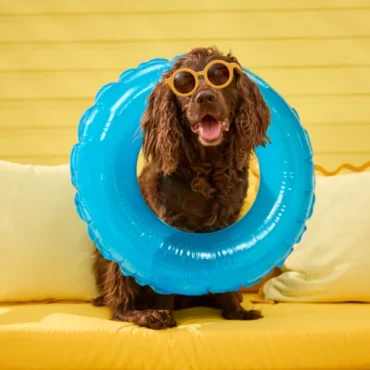 Chewy Summer Social Is Taking Over Miami With a Dog Pool Party This Weekend!