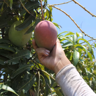 Think Twice Before You Pick That Mango