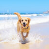 These 3 Dog-Friendly Beaches in Miami Let Your Pup Play Off-Leash