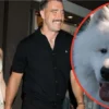 Taylor Swift and Travis Kelce’s Dog Wendy Is Already a Professional Model